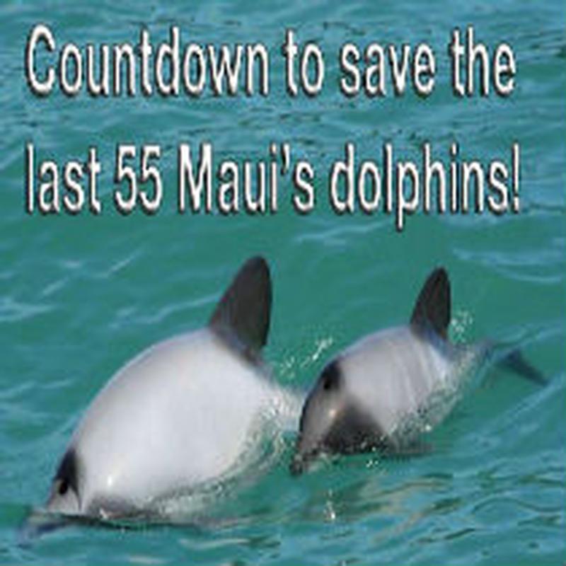 An update on our work to protect the Maui dolphin • Earthrise • Lewis &  Clark